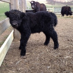 Black Calf small