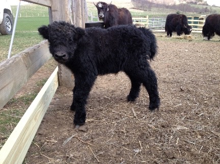 Black Calf small