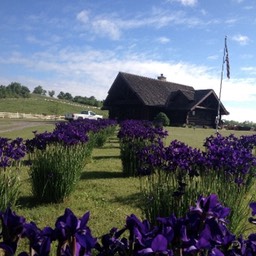 cabin irises small