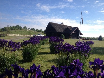 cabin irises small