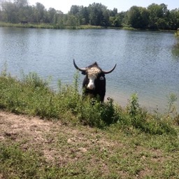 cooling off in the lake small