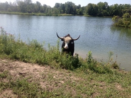 cooling off in the lake small