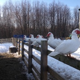 ducks on the fence small