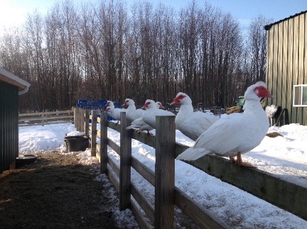 ducks on the fence small