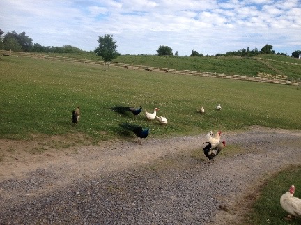 farm fowl small