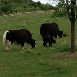 heifers  and calf small