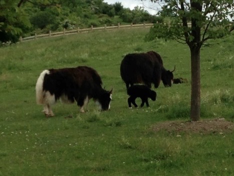 heifers  and calf small