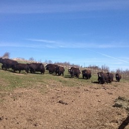 herd in pasture small