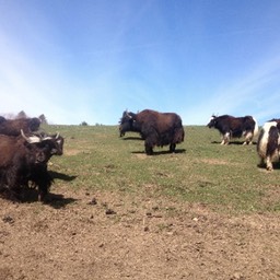 herd on the hill small