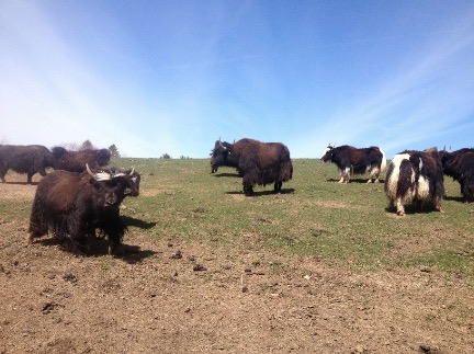 herd on the hill small