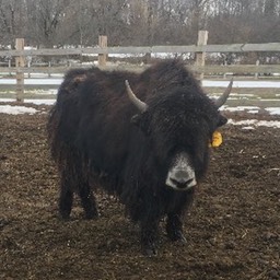 2015 FB Native Black Heifer for Sale