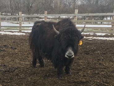 2015 FB Native Black Heifer for Sale