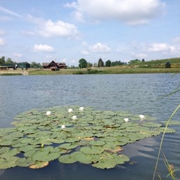 lillies and the cabin small