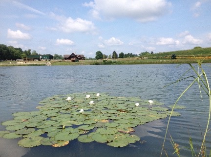 lillies and the cabin small