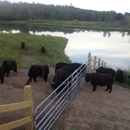 meeting of the herd small