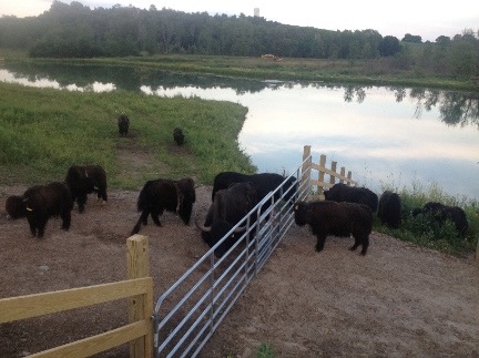 meeting of the herd small