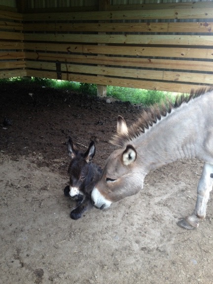 mini donkey and baby donkey small