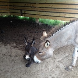 mini donkey and baby donkey small