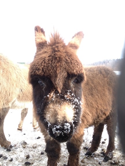 mini donkey face small