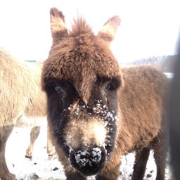 mini donkey face small