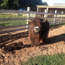 mom and newborn calf small