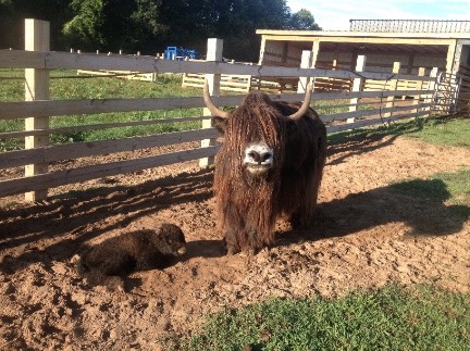 mom and newborn calf small