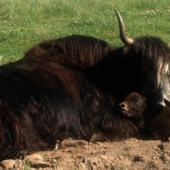 mom hugging calf small