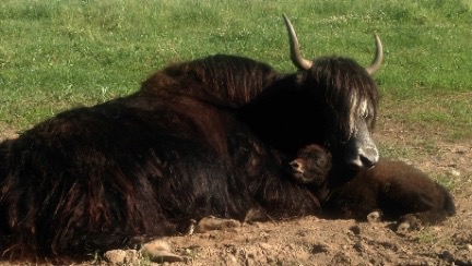 mom hugging calf small