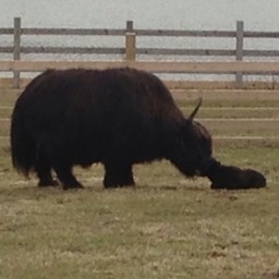 mom licking calf small