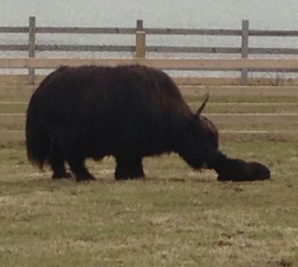 mom licking calf small