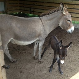 momma and baby donkey small