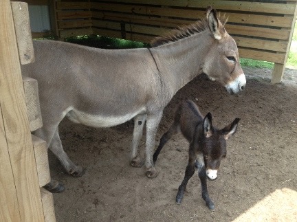 momma and baby donkey small