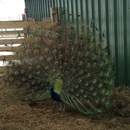 Peacock in full bloom small