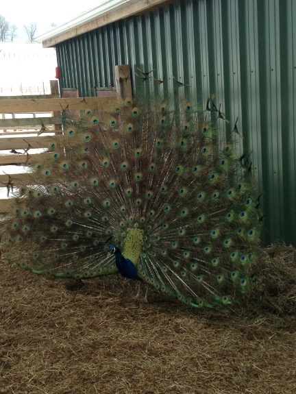 Peacock in full bloom small