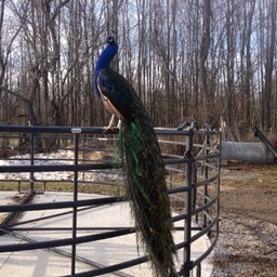 peacock on chute small