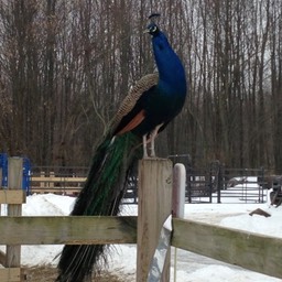 Peacock on Post small