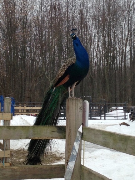 Peacock on Post small