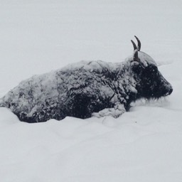 snow encrusted yak small