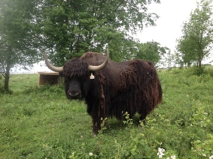 summer yak small