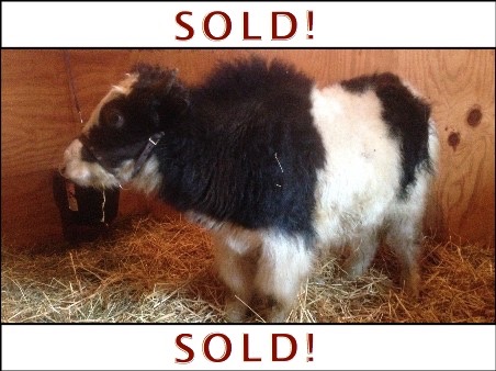 swagman sold outline