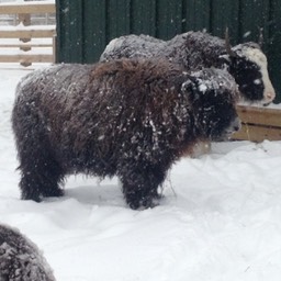 two young yaks small