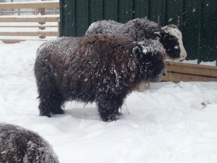 two young yaks small