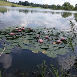 water lillies small