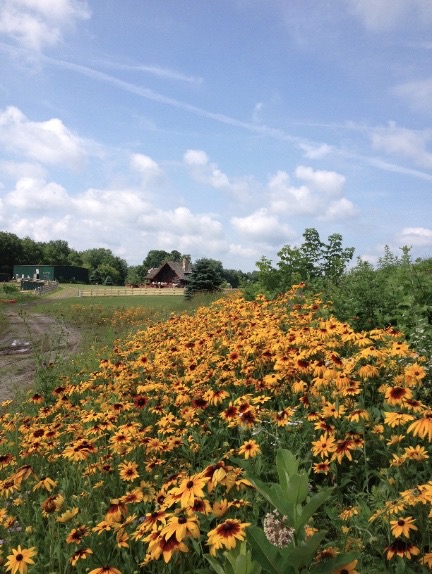 wildflowers cabin small