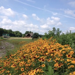 wildflowers cabin small