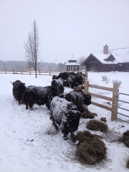 winter feeding small