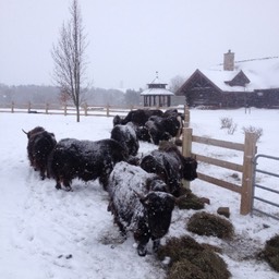 winter feeding small