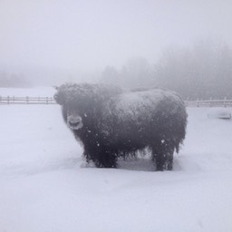 winter weather yak small