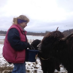 winter yak feeding small