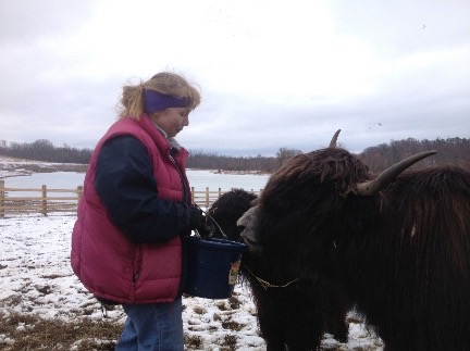winter yak feeding small